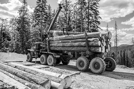 Large truck carrying timber logs